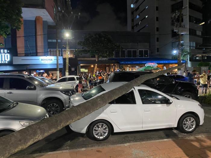 Coqueiro despenca sobre dois carros na avenida Boa Viagem, em Recife