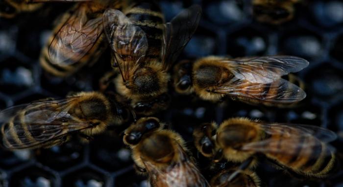 Indígena idosa morre após ser atacada por abelhas em Pesqueira