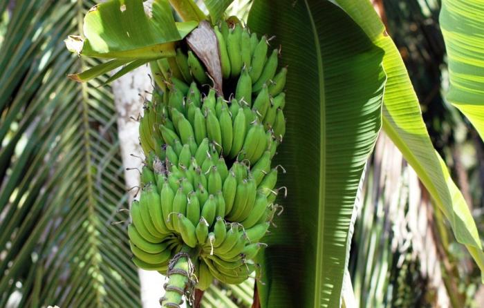 Programa visa a qualificar produtores de banana em Pernambuco