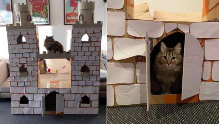 Curiosidade: Gatinha acostumada à solidão ganha castelo para ficar sozinha na quarentena 
