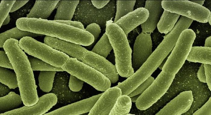 Novo remédio em desenvolvimento é capaz de combater mais de 300 bactérias resistentes
