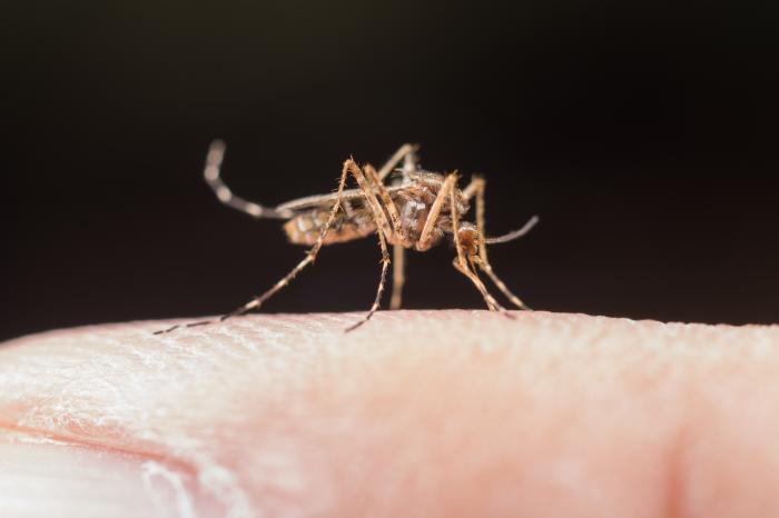Malária: doença representa grande problema de saúde pública