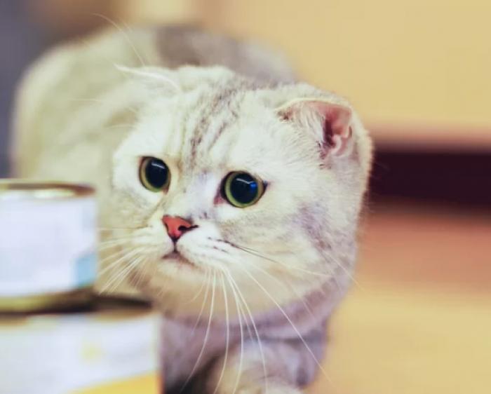 Por que os gatos gostam tanto de Atum? Saiba aqui a resposta 